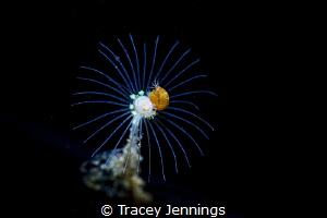 Underwater ladybird ! by Tracey Jennings 